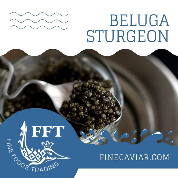 BELUGASTURGEON_600x.webp
