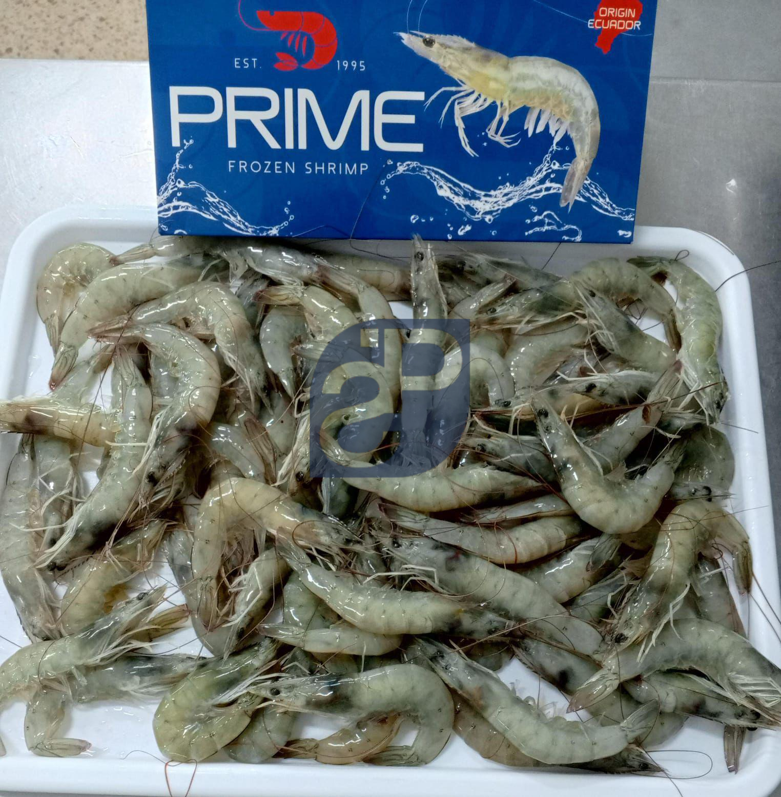 Vannamei Shrimp #3 - Standard & Partners.jpg