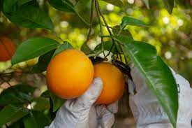 Frusoal - Oranges