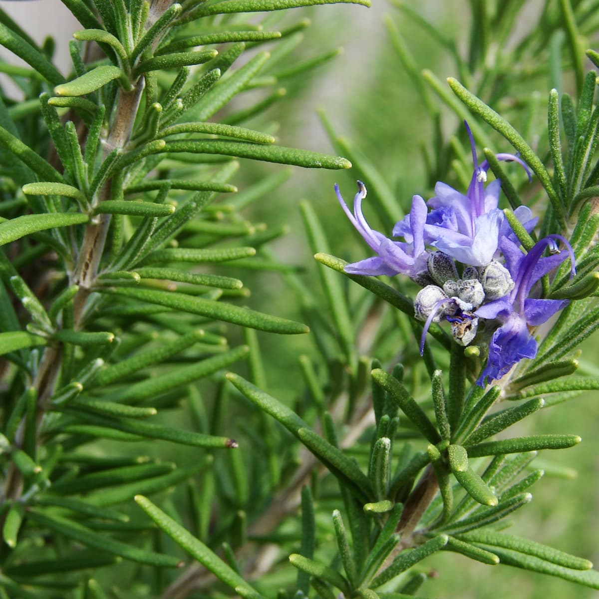 rosemary herb.jpg