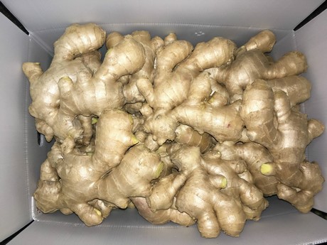 0115_ginger03.jpg