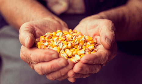 corn 3.jpeg