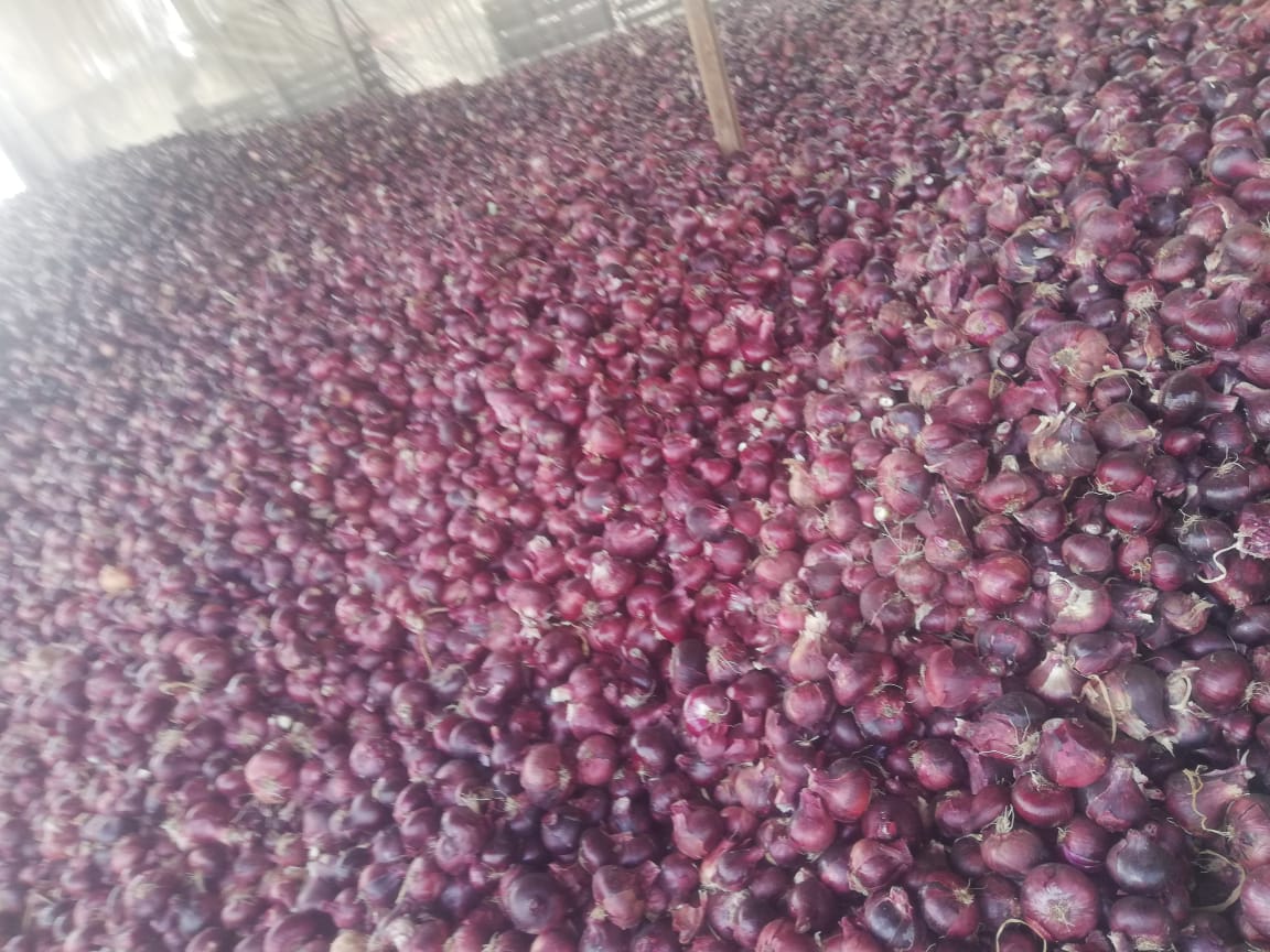 red onions 8.jpeg