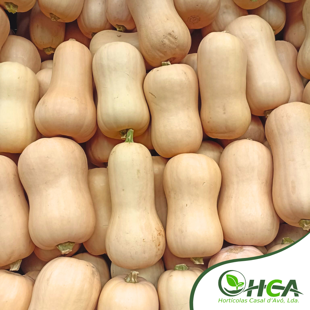 Template normal .png