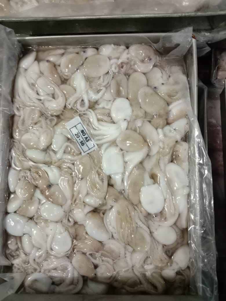 Baby Octopus_20-50_Thawed.jpeg