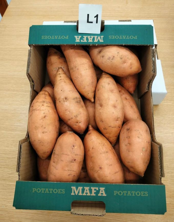 Patate douce Egypte#kodra-export  3.jpeg