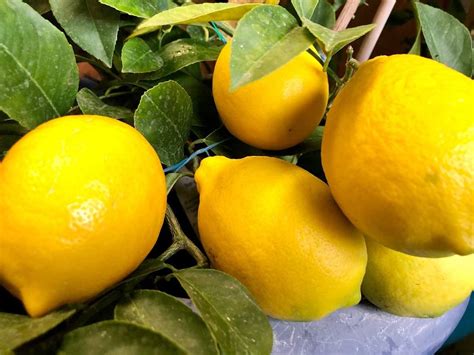 Fresh Whole Lemon from 벨라루스 supplied by Concern Brestmiasomolprom, S.A. (Holding Managing Company) - Whole 신선 레몬