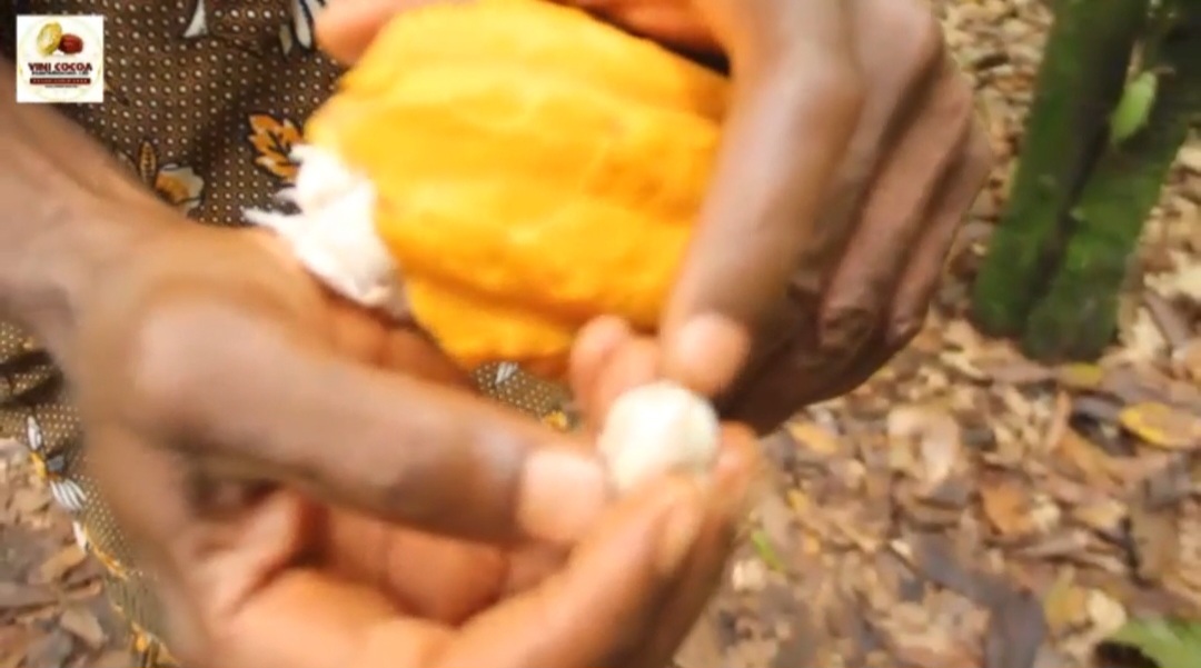 Screenshot_20241022_223525_Video Player.jpg