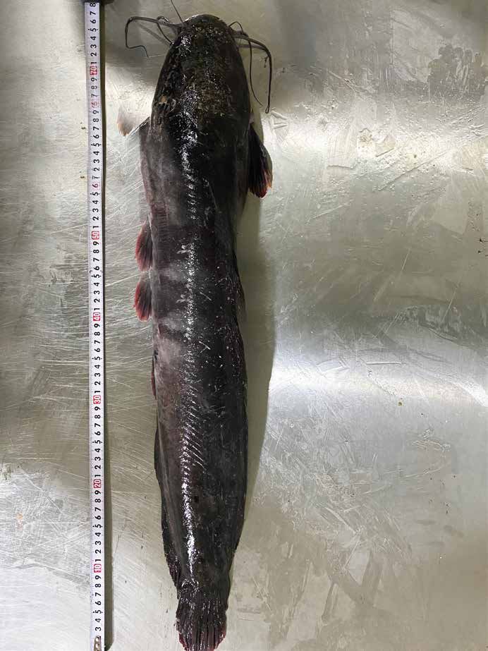 Catfish (5).jpg