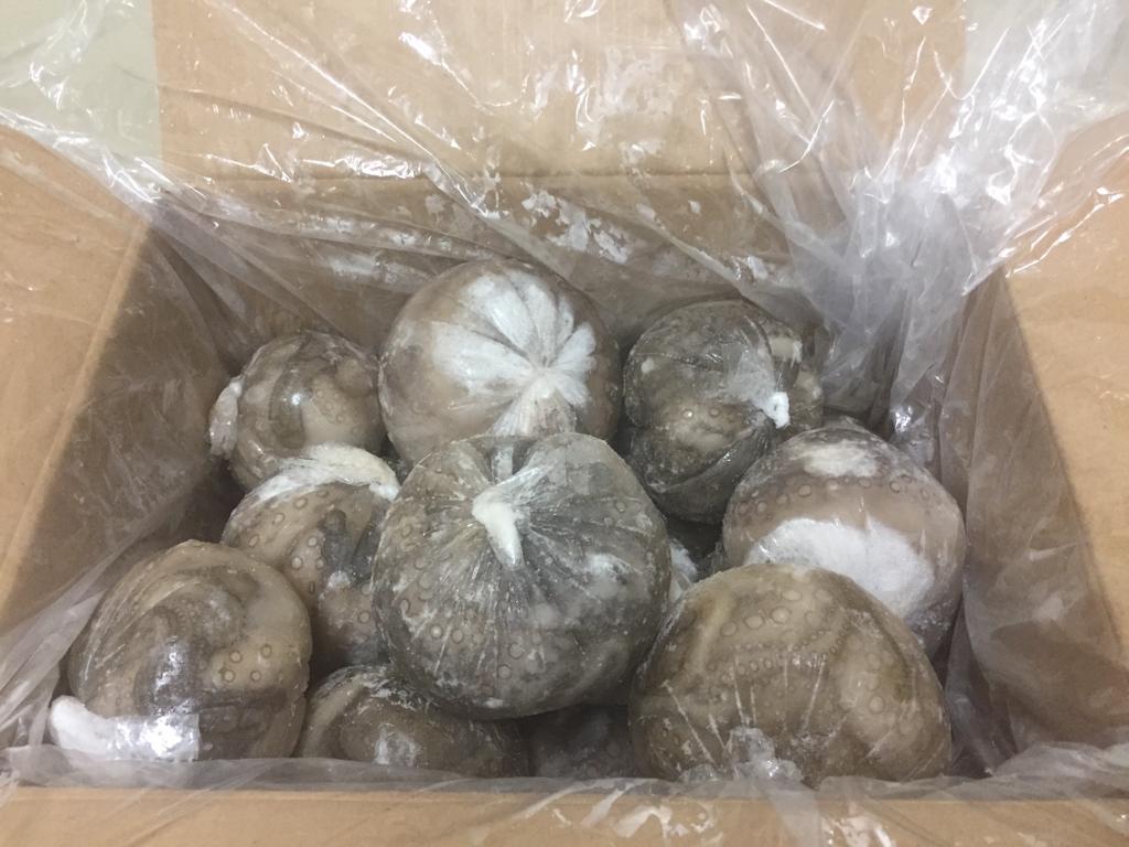 Octopus Ball in Packaging.jpg
