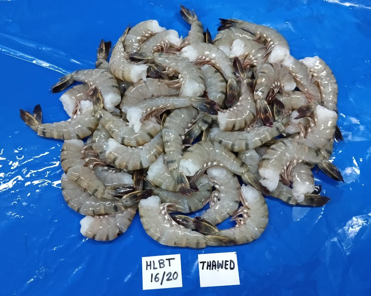 WhatsApp Image 2025-11-19 at 4.40.03 PM.jpeg