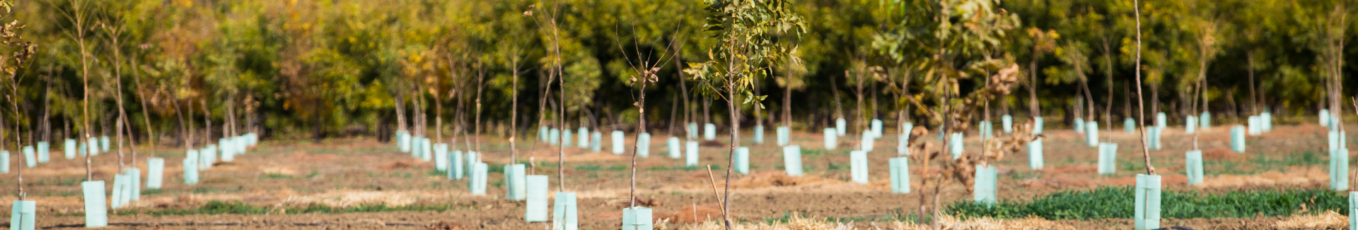 Pecan-Farming-Header.png