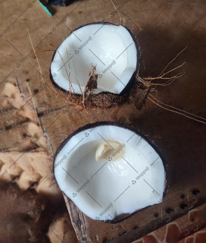 semi-husked-coconut-img-02.png