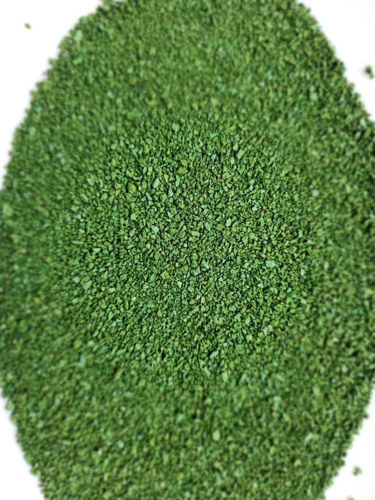 Spirulina_2_.jpeg