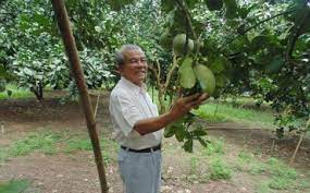 Doan Minh Chien General Farm - Pomelo Tree