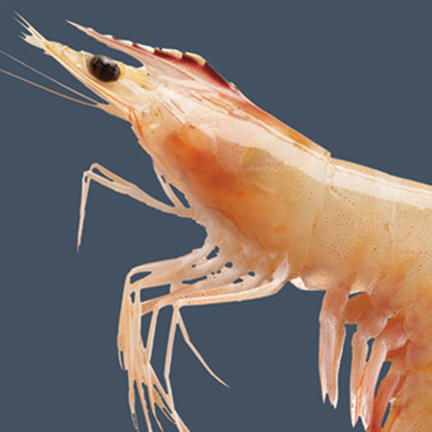 120115_Prawn_P2.jpg