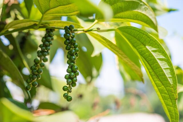 Black Pepper Plant with berries  1.jpg