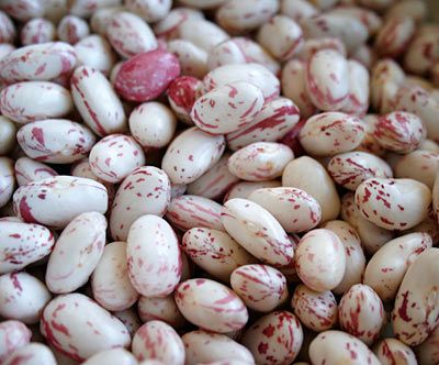 cranberry bean.jpg