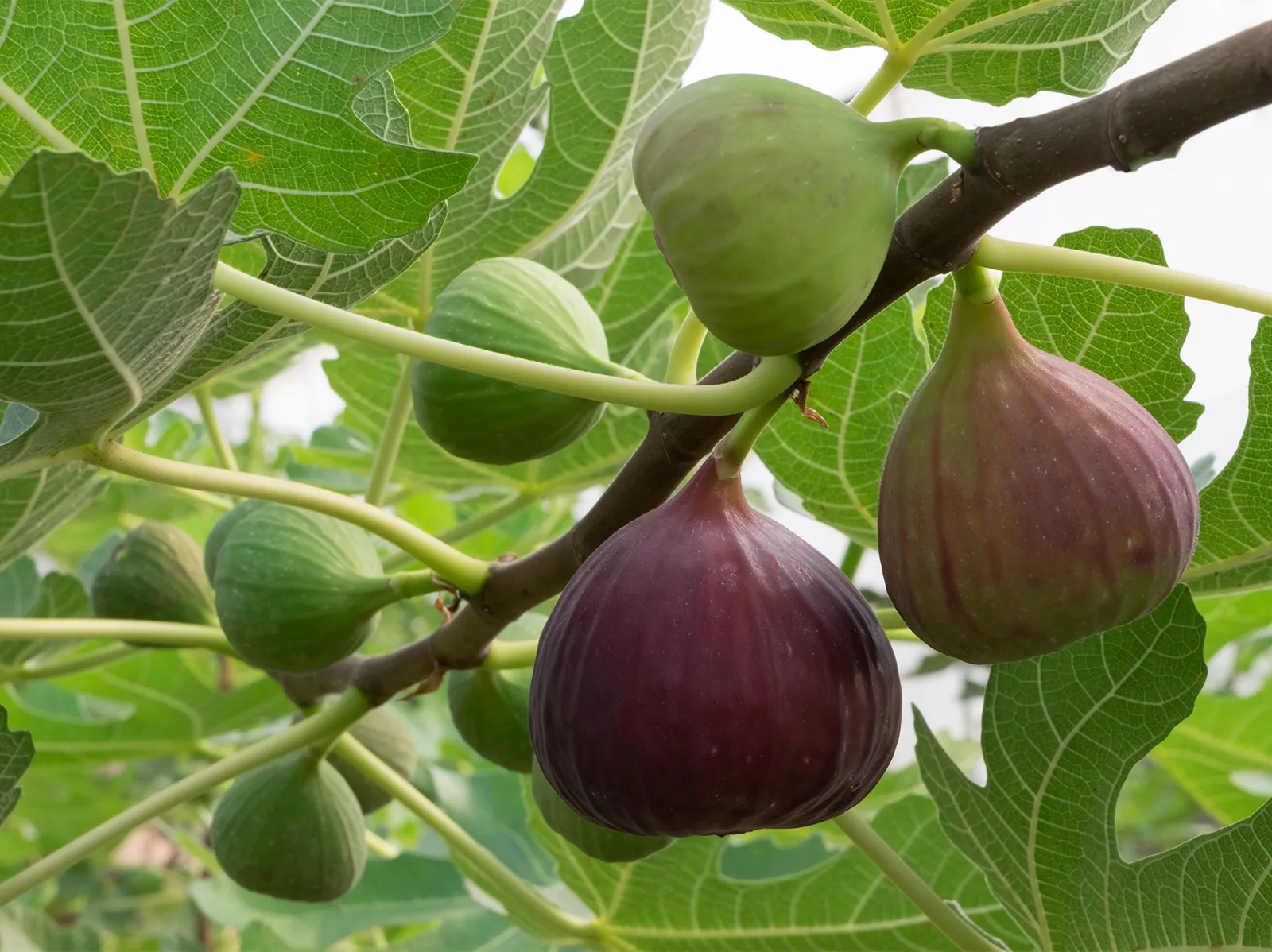 figs-fig-tree.webp