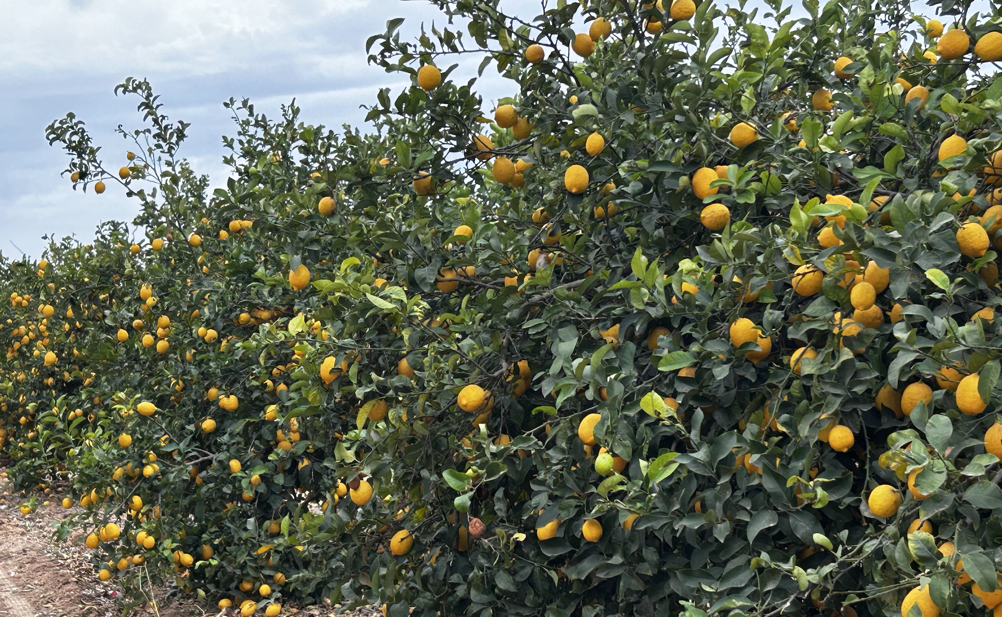 organic lemon juice treee.png