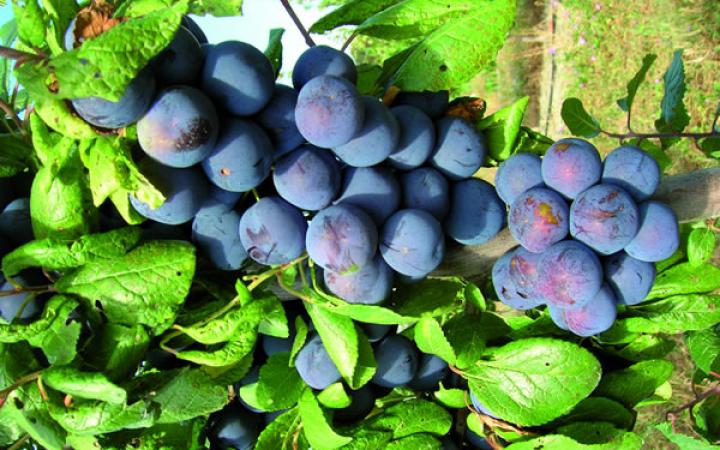 Plum-Damson.jpg
