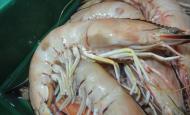 Lo Seafood