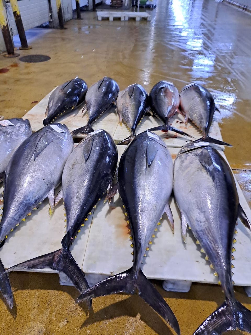 WhatsApp Image 2023-09-28 at 00.52.00 (10).jpeg