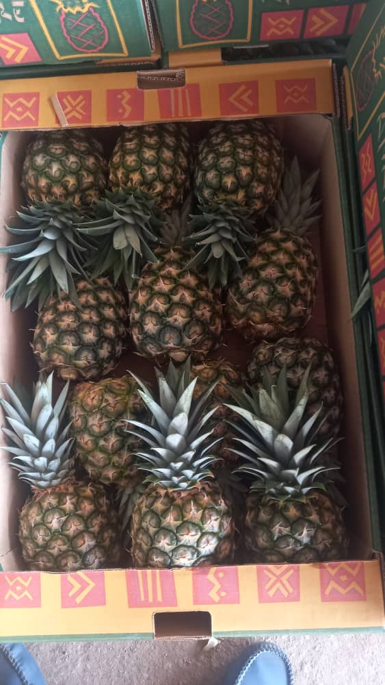 Ananas_MD2_CI_#kodra-export_5.JPG
