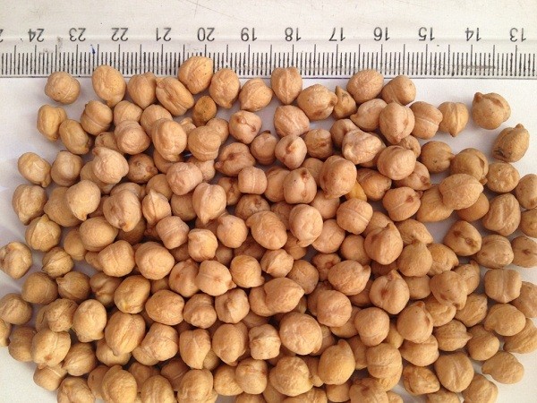 KABULI-CHICKPEAS gagarii.jpg