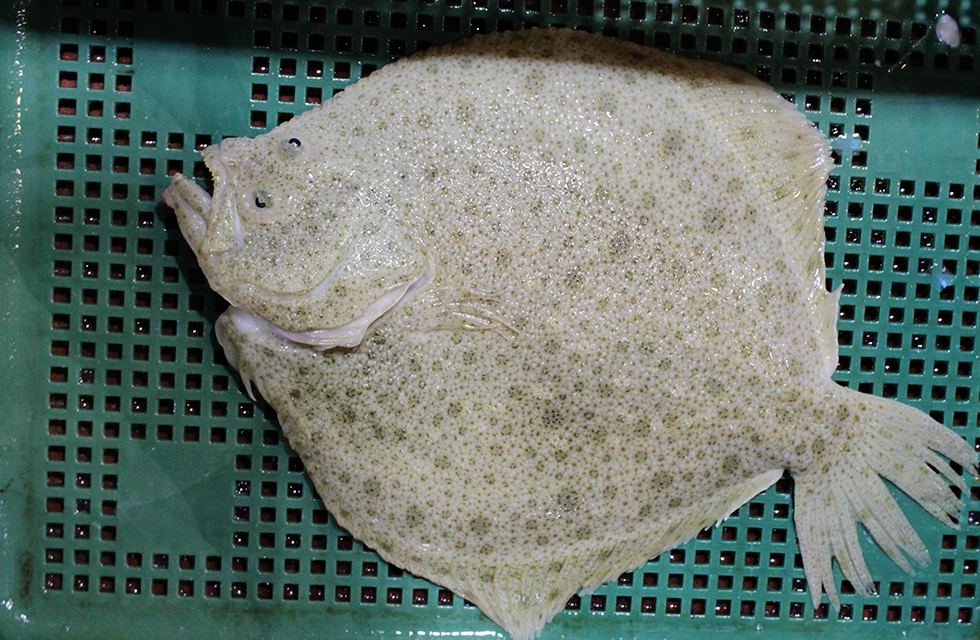 Turbot 2.png