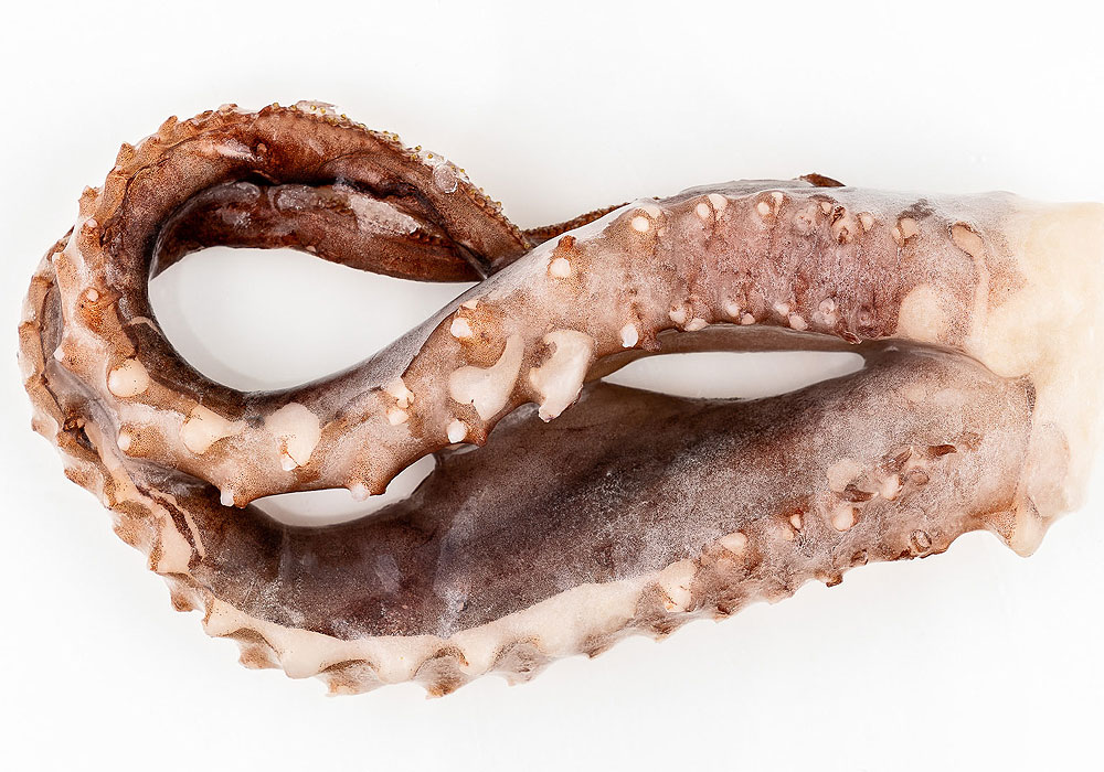 TENTACULO DE POTA.jpg
