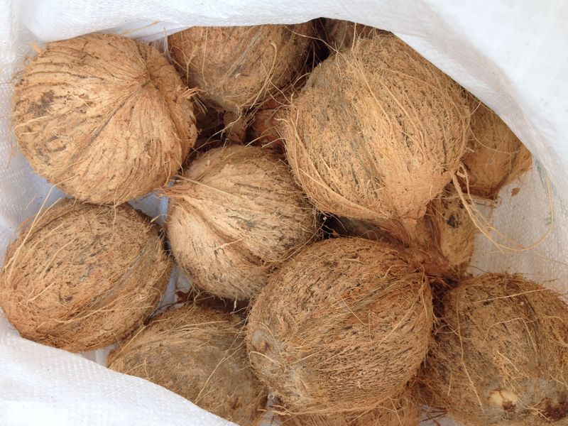 Fully husked coconuts Size 50 & 40.jpg