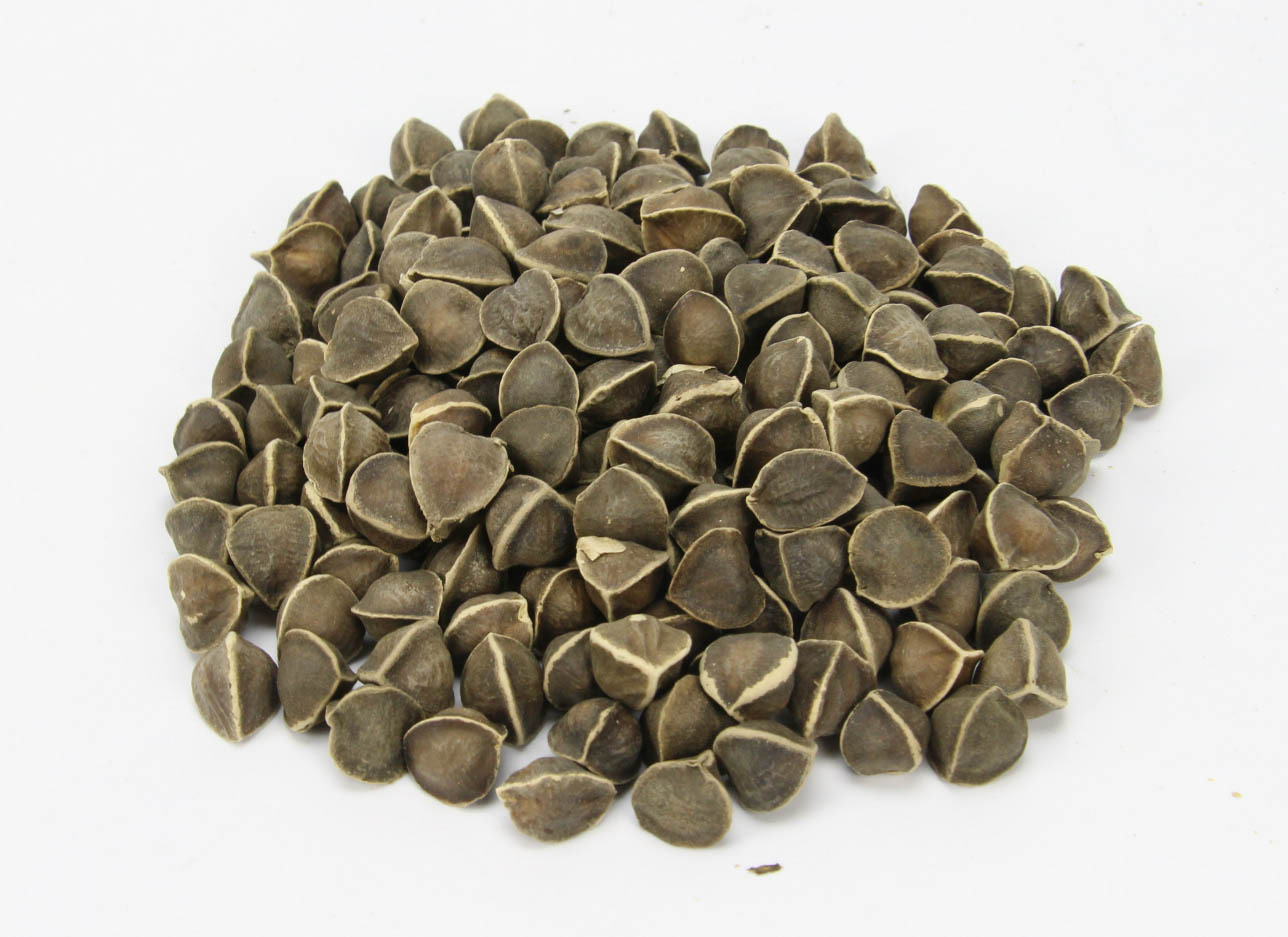 Moringa Seeds.jpg
