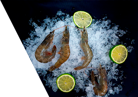 dark-shrimp-panamapacificshrimp.png