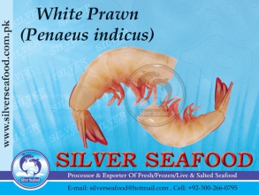 White-Prawn-Hadless.jpg-nggid03199-ngg0dyn-300x220x100-00f0w010c010r110f110r010t010.jpg