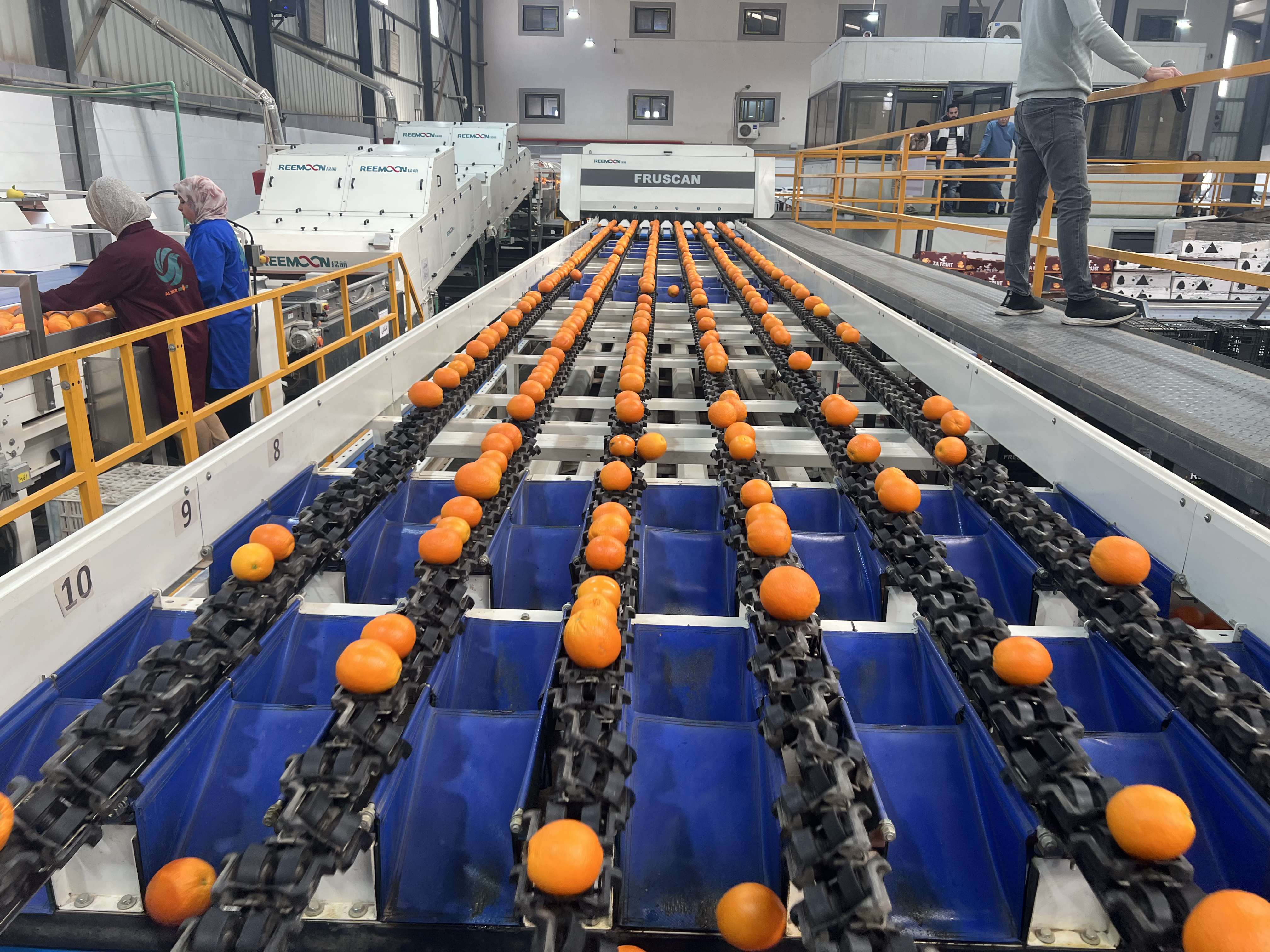 PEI Trade Oranges V (2).jpeg