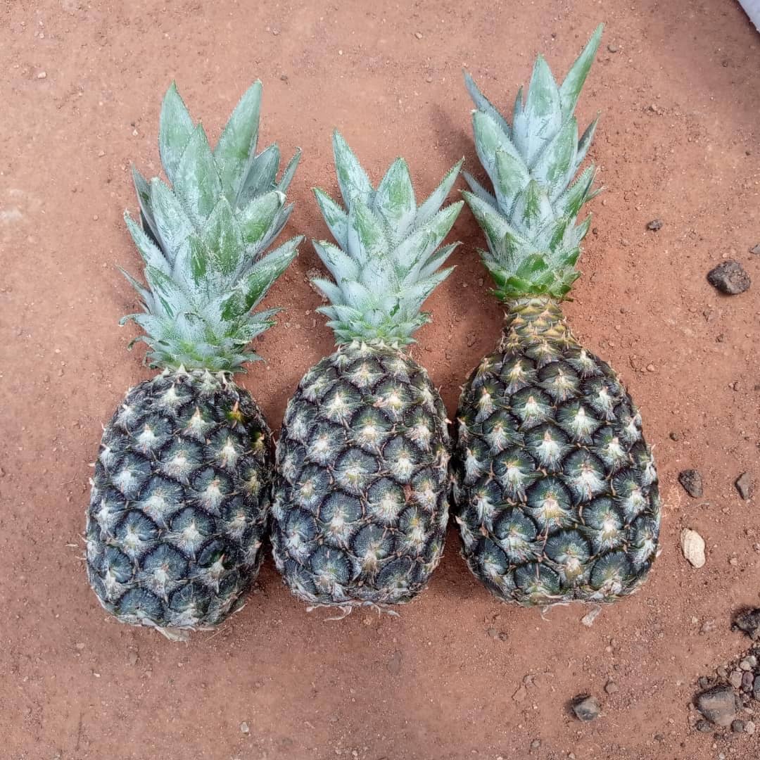 3 pineapples on the ground.JPG