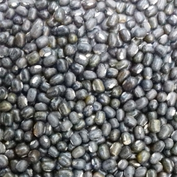 urad beans polished.jpg