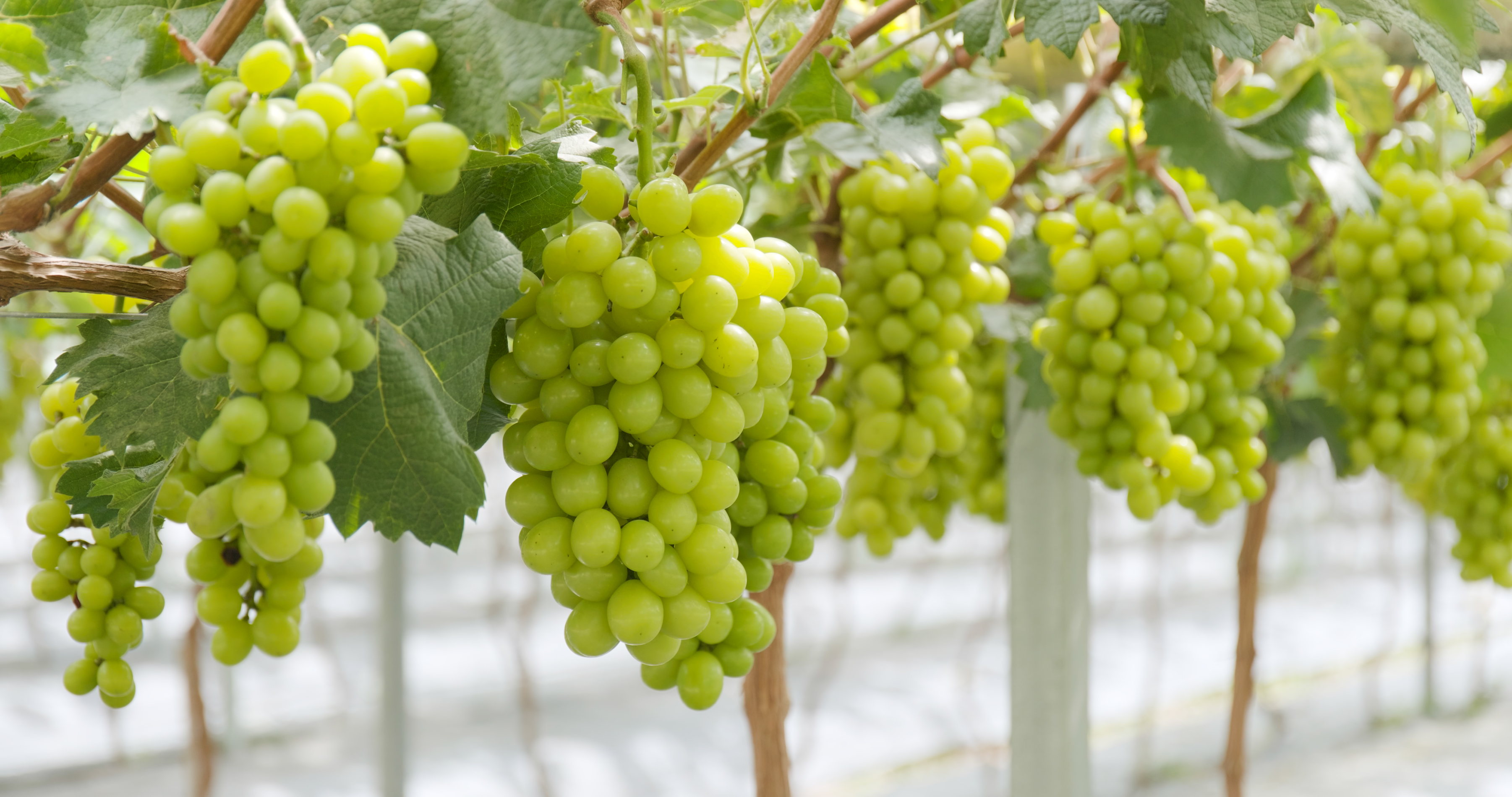 grape-farm-garden-2023-11-27-04-59-53-utc.jpg