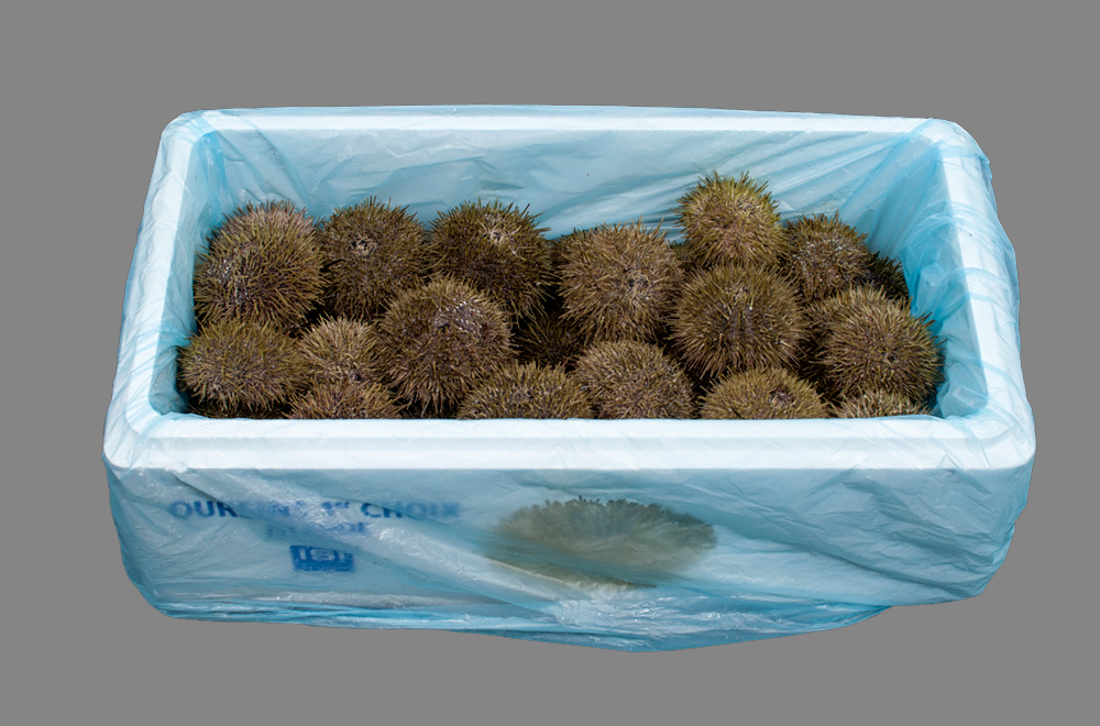 Sea-Urchins-box.jpg