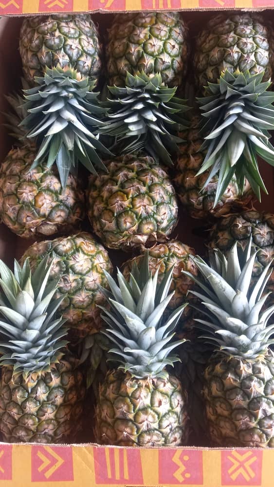 Ananas_MD2_CI_#kodra-export_2.JPG