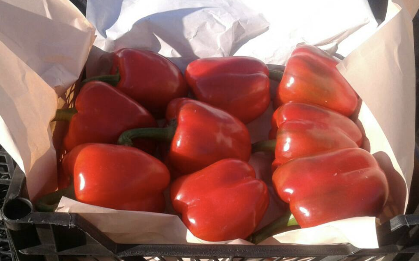 Egyptian Fresh Capsicum2.png