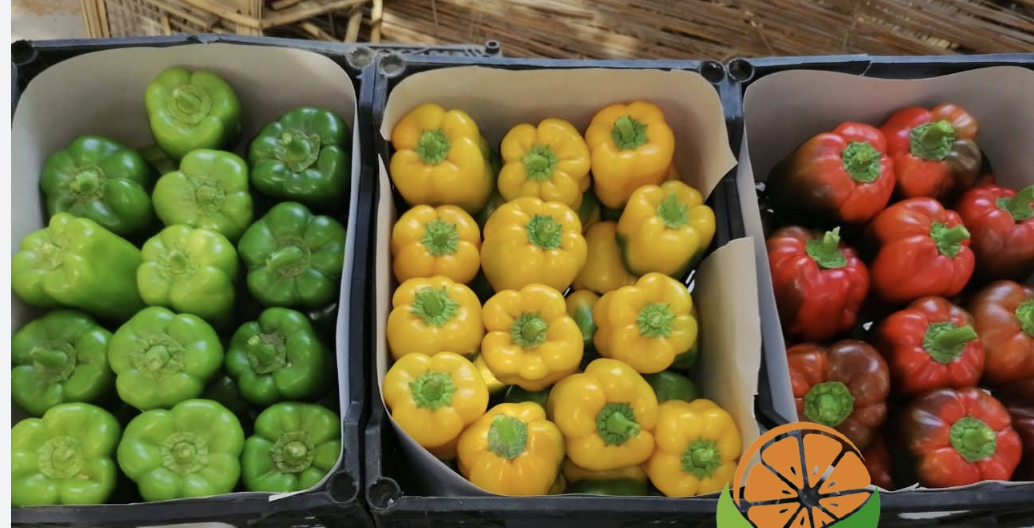 Egyptian Fresh Capsicum.png