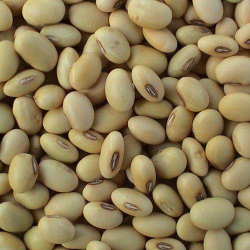 soya-bean-pulse-gagarii.jpg