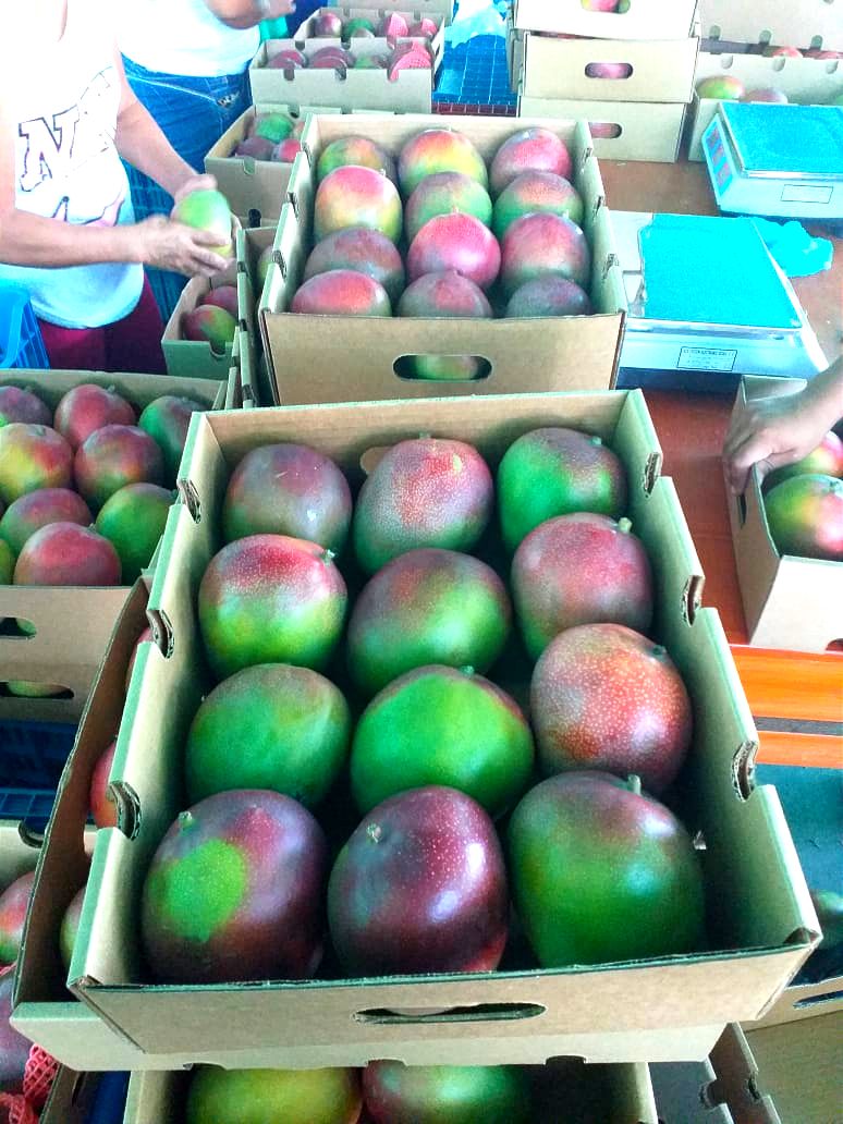 Peruvian Fresh Products - Mangos 4.jpg