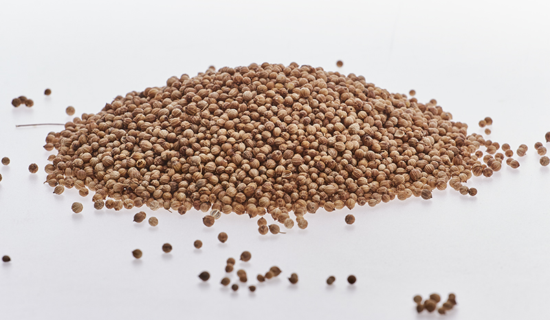 Кориандр __ IMG_0693.jpg