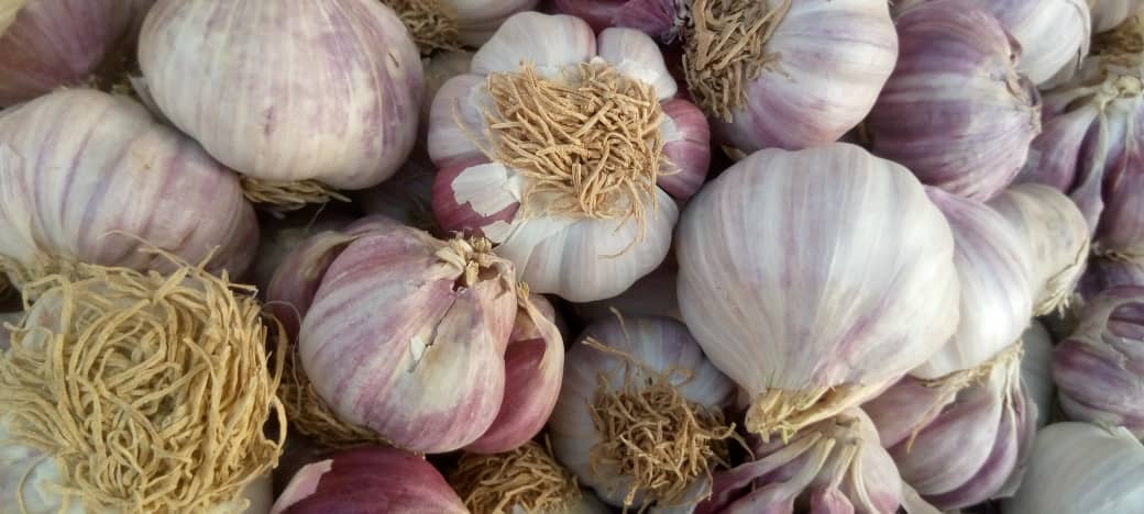 Quality Nigerian Garlic for Sale.jpg