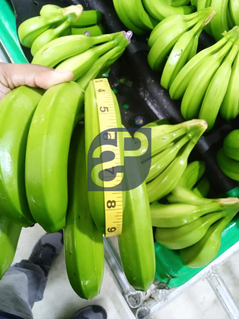 Bananas #3 - Standard & Partners.jpg