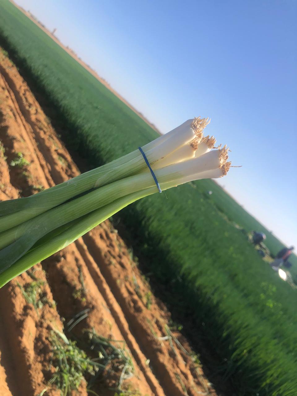 From Farm 1.jpg
