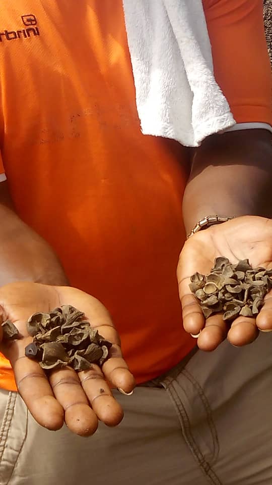Palm kernel shells 2.jpeg